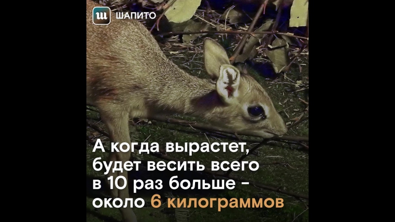 В московском зоопарке родился детеныш антилопы дикдик