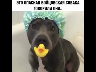 Опасная бойцовская молодые 🐕