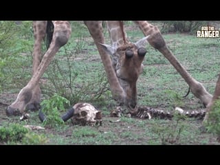 Rare footage of “scavenging“ giraffe herd feeding on a buffalo skeleton! ¦ amazing african wildlife