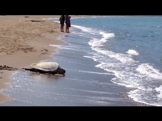 Loggerhead turtle on iztuzu (turtle) beach in the midday sun
