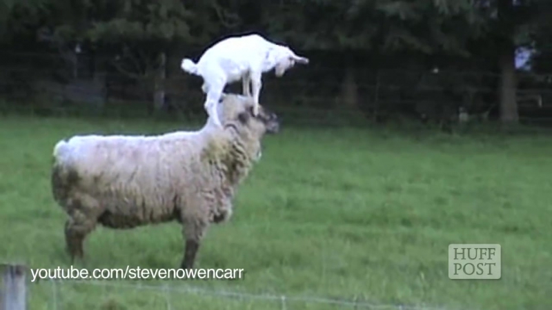 Козлики не придурки просто эти ребята умеют радоваться жизни ))