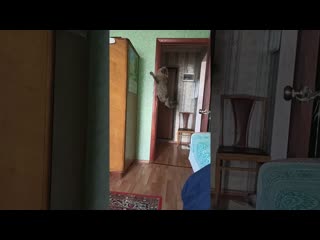 Cat jump at door jamb