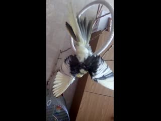 Корелл принимает душ