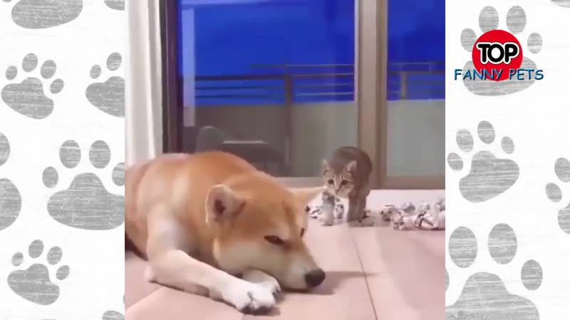 Лучшие приколы март приколы 2019 топ смешных видео смешные молодые