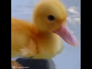 Желтый утенок плавает в раковине