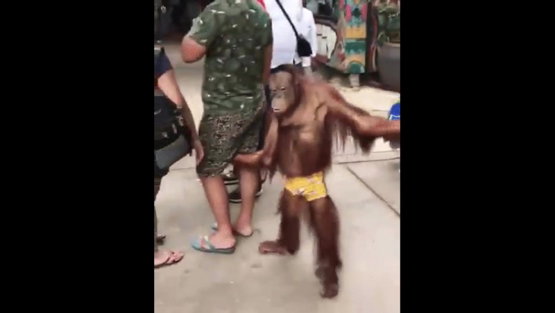 Обезьяна дёргает за яйца