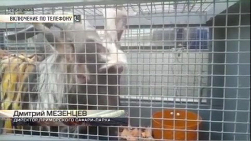 Козел porn video – Козел тимур прилетел на лечение в москву