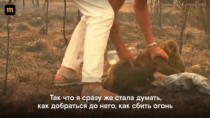 Спасение австралийской коалы