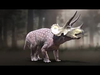 Трицератопс демонстрация костяного щита, рогов и клюва