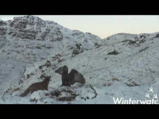 Лиса и беркут борятся за тушу оленя (golden eagle and fox filmed fighting over deer carcass)