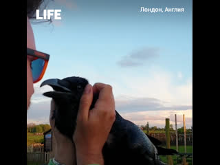 Ворон, который любит поболтать