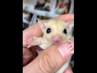 Малышка сахарный поссум альбино 💔🐾