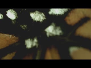 Большие жуки / big bugs (2012)