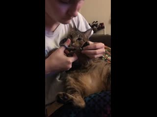 Nobody believes me when i say i cut my cats nails myself here’s lilith being a good girl )