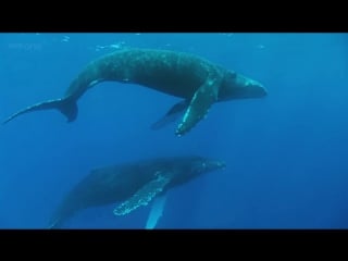 Humpback whales bbc documentary excerpt