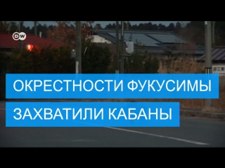 И радиация не страшна зону отчуждения в районе фукусимы облюбовали дикие кабаны