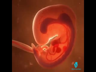 Онтогенез повторяет филогенез