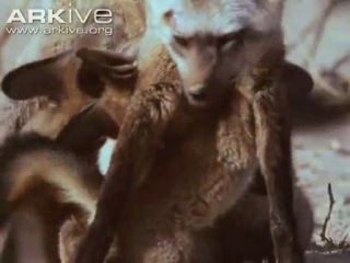 Детёныши большеухой лисицы кормятся грудью и учатся охотиться