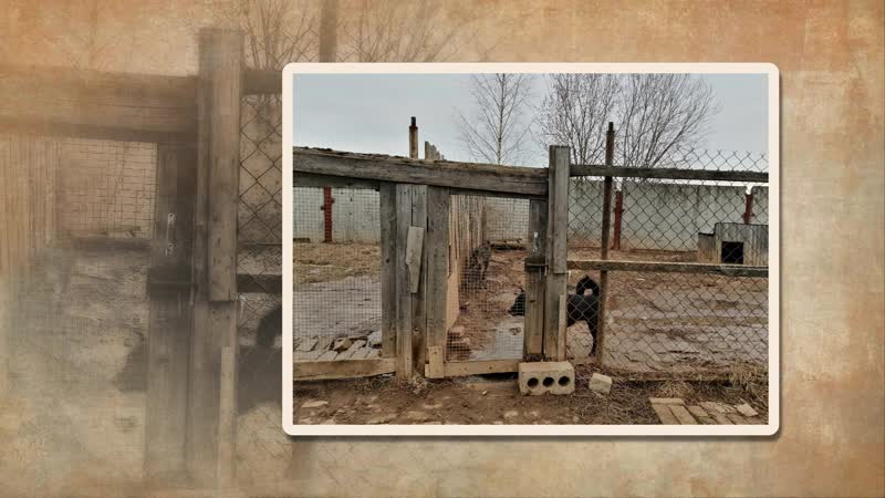 Этим молодые нужна помощь секс и кошки приют в слободе сошени