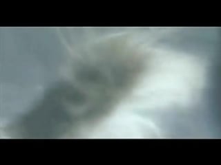 Влажные ватрушки овца