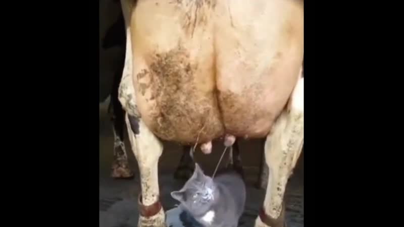 Пьёт молочко