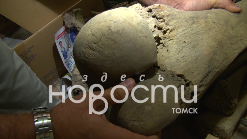 Томич нашел кости мамонта