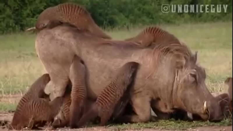 Когда мангусты атакуют