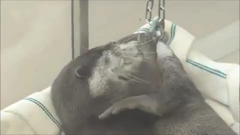 Азиатские выдры сладко обнимаются