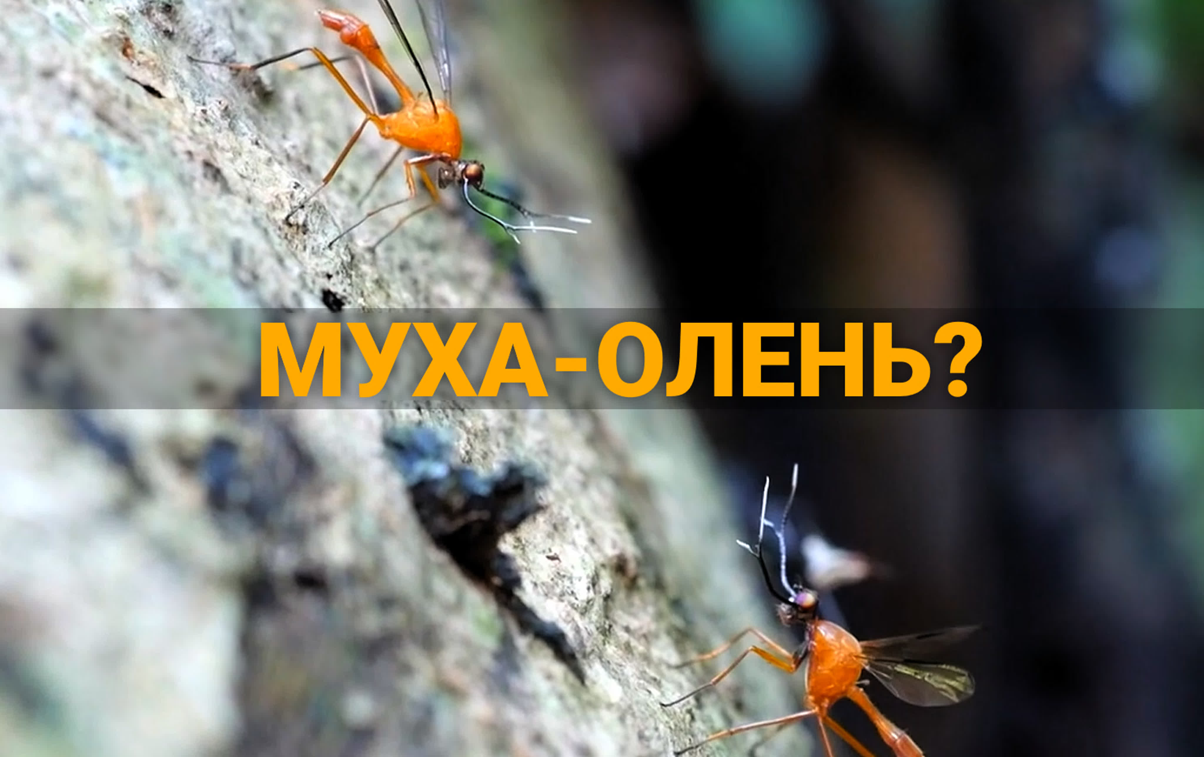 В пизде мухи: 1 видео в HD