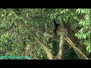 Bbc «тропический рай борнео» (документальный, 2007) 1 серия