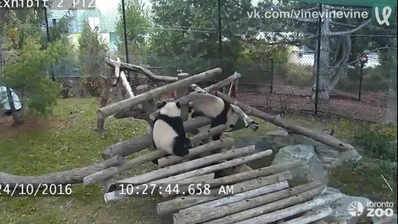 Подборка падений панд