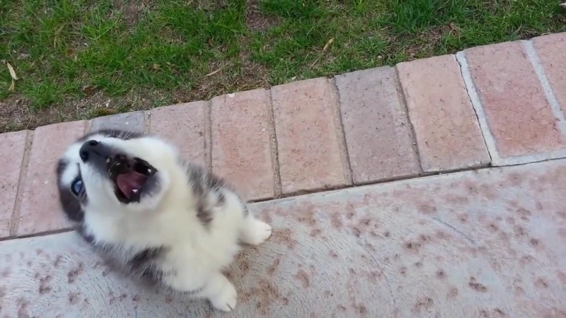 Husky porn video – Husky puppy