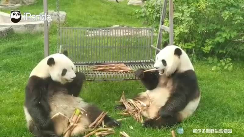 Семейная трапеза милых панд