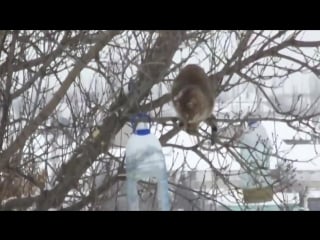 Кот таскает сало из кормушки (vhs video)