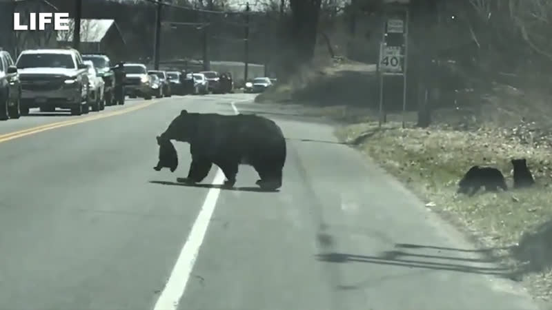 Водители уступили дорогу маме медведице с медвежатами