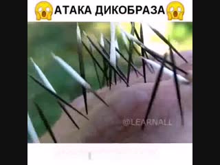 Атака дикобраза