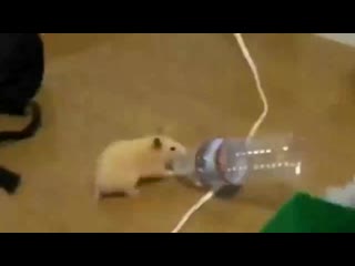 Top gang // pink sunset with mcnd