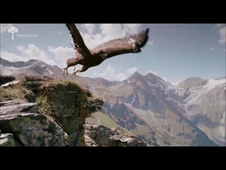 Exclusive sneak peek golden eagle hunts chamois