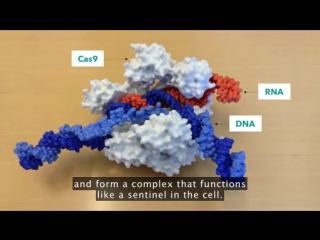 Jennifer doudna we can now edit our dna but let's do it wisely 2015 en