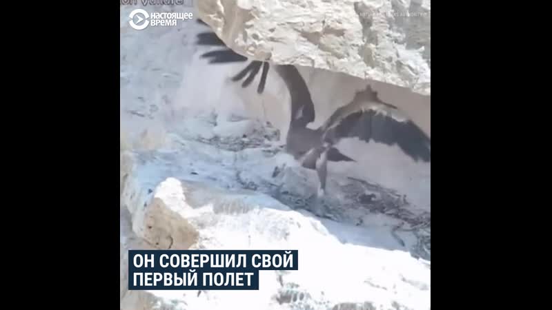 Как дрон выкормил птенца редкого белоголового сипа