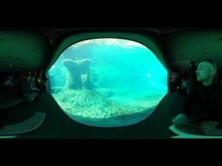 Hd this is me at vancouver aquarium in 4k 360 video for viewing in virtual reality devicesundefined
