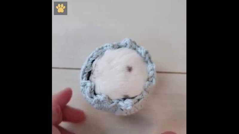 Когда бабушка связала чехлы для всех вещей в доме и принялась за живность