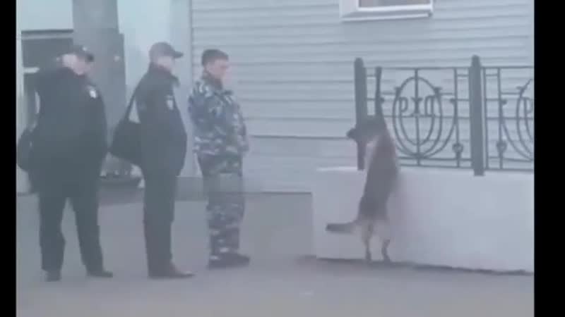 Кинолог издевается над своей молодые