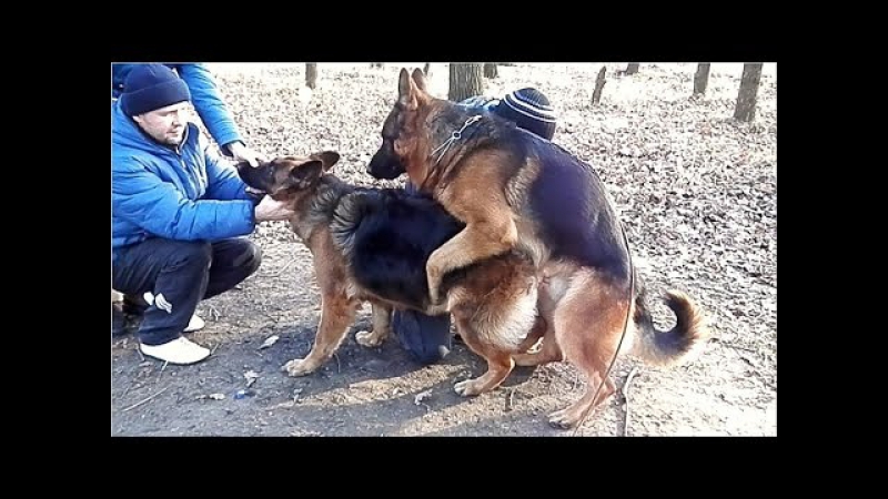 Вязка молодые mating german dogs कुत्ता संभोग। الكلاب التزاوج مضحك