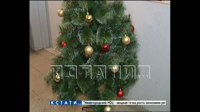 Опозорившись на весь город, девушки укравшие елку, попытались исправить ситуацию