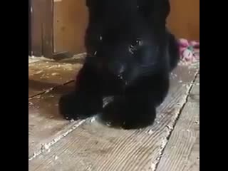 Rescued orphaned black jaguar