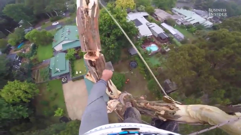 Австралийский лесоруб пилит гигантские деревья