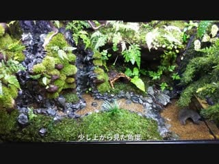 Japanese paludarium vivarium newt tank japan