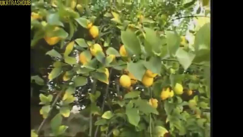 Пиратское порно на украинском