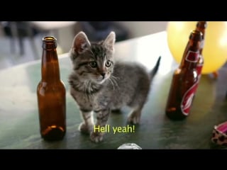 Steel panther poontang boomerang (2017) (glam metal)